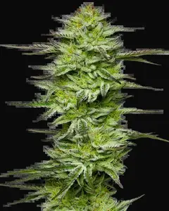 Amnesia Jelly Automatic