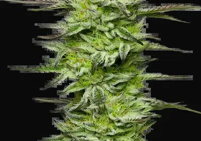 Amnesia Jelly Automatic