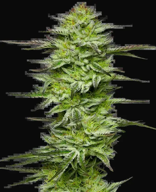 Amnesia Jelly Automatic