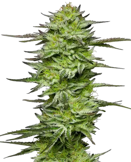 Amnesia Jelly Automatic