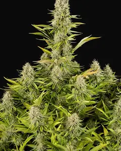 Amnesia Kush
