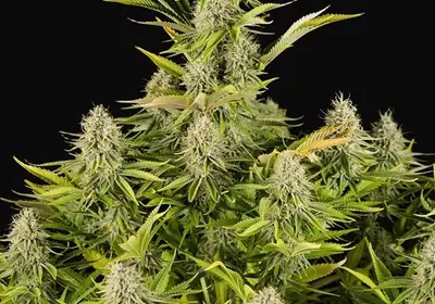 Amnesia Kush