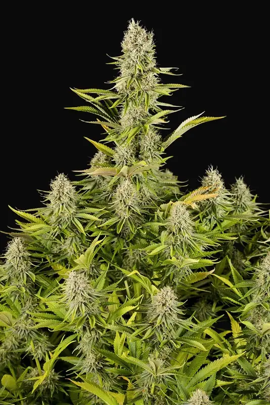 Amnesia Kush