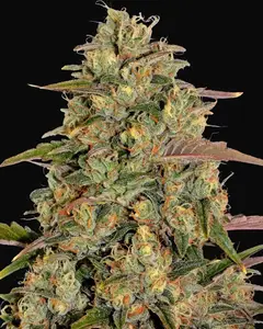 Amnesia Lemon