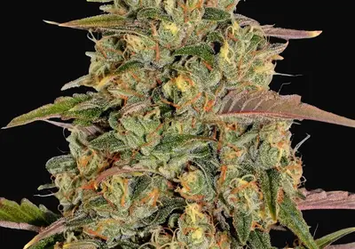 Amnesia Lemon