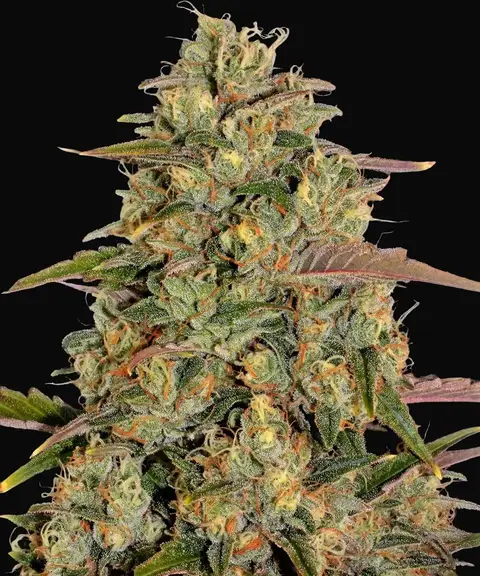 Amnesia Lemon