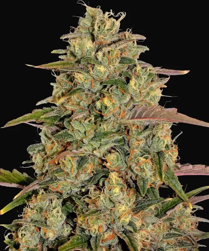 Amnesia Lemon