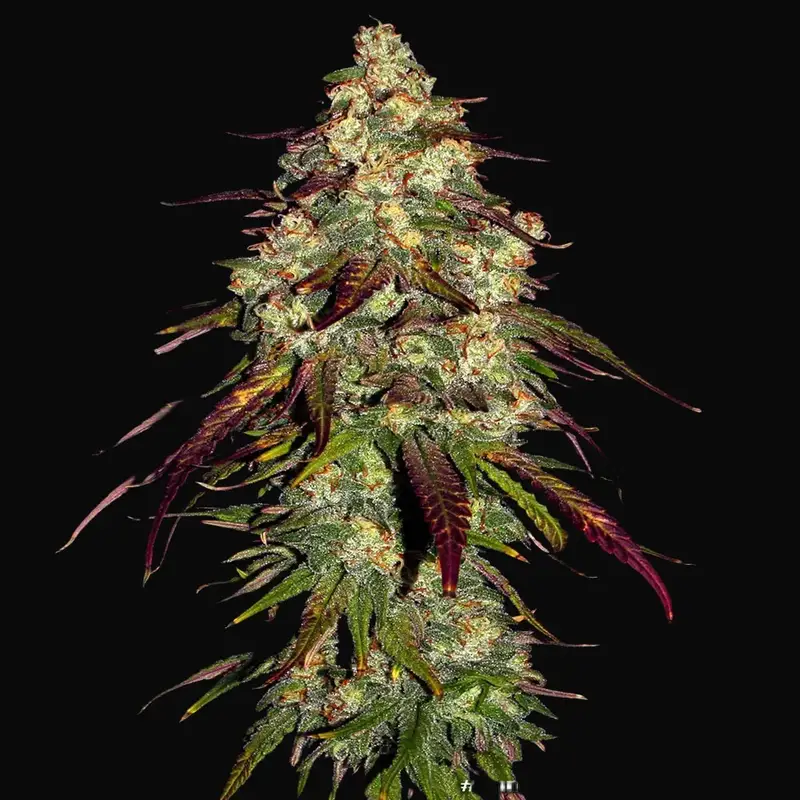 Amnesia Lemon — zdjęcie 4