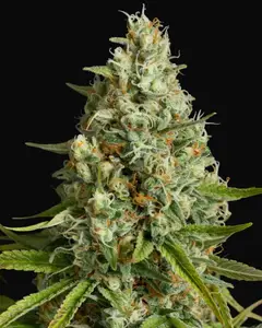 Amnesia Lemon