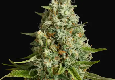Amnesia Lemon