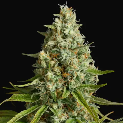 Amnesia Lemon
