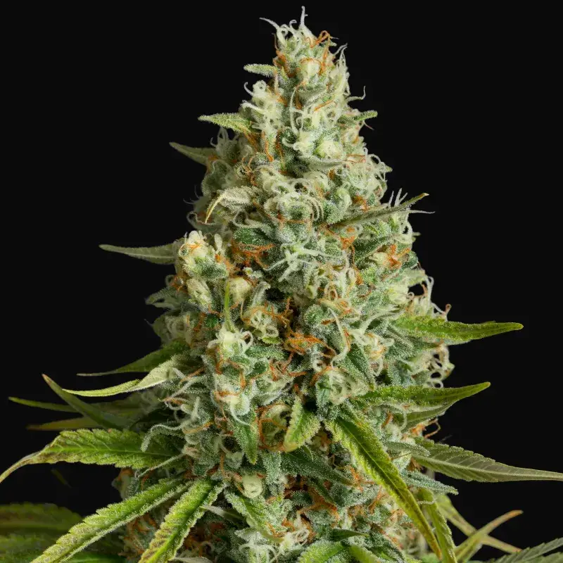 Amnesia Lemon
