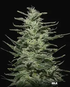 Amnesia Molotov