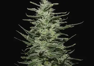 Amnesia Molotov
