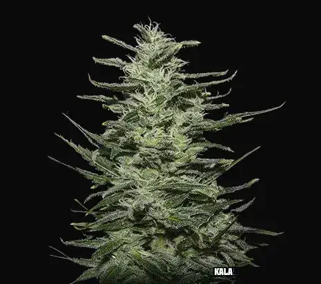 Amnesia Molotov