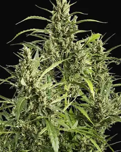 Original Amnesia Auto