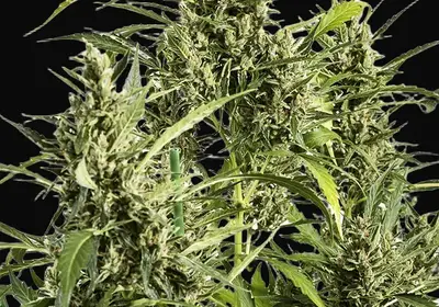 Original Amnesia Auto