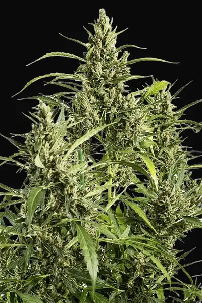 Original Amnesia Auto