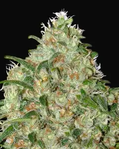 Amnesia Platinum
