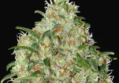 Amnesia Platinum