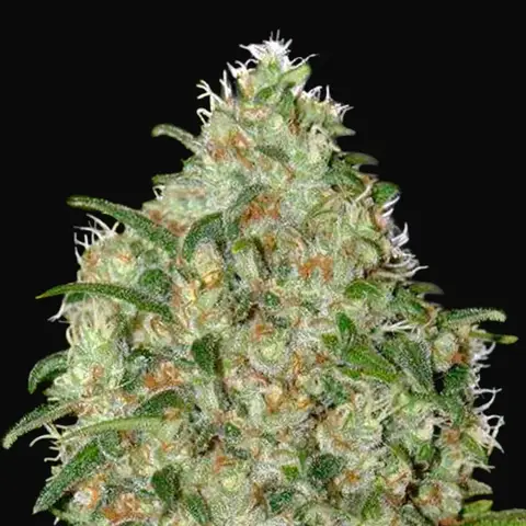 Amnesia Platinum