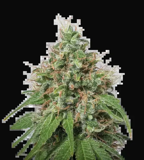 Amnesia