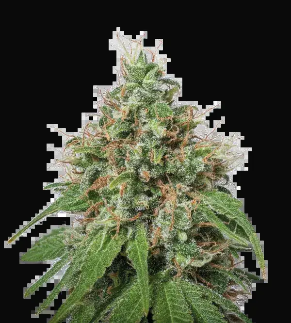 Amnesia
