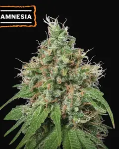 Amnesia