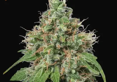 Amnesia