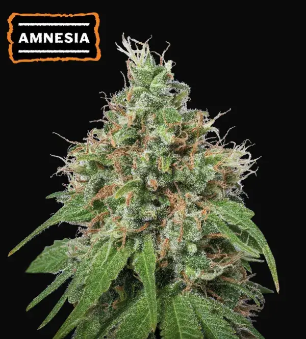 Amnesia