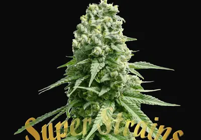 Amnesia
