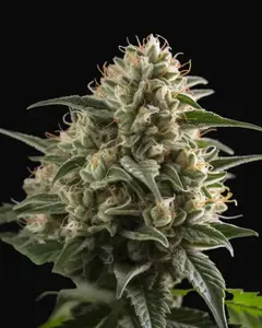 Amnesia