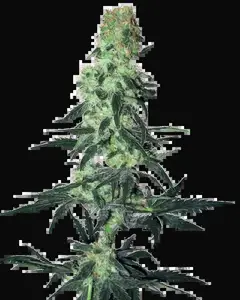 Amnesia White