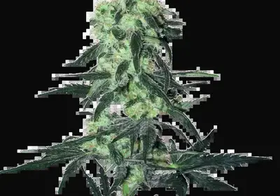 Amnesia White