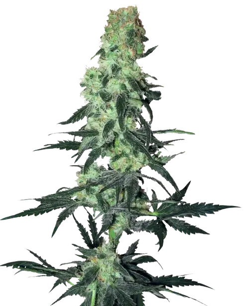 Amnesia White