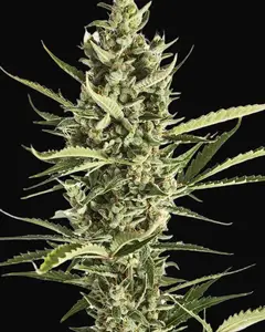 Amnesia XXL Auto