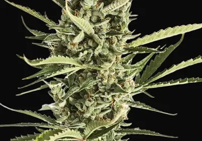 Amnesia XXL Auto