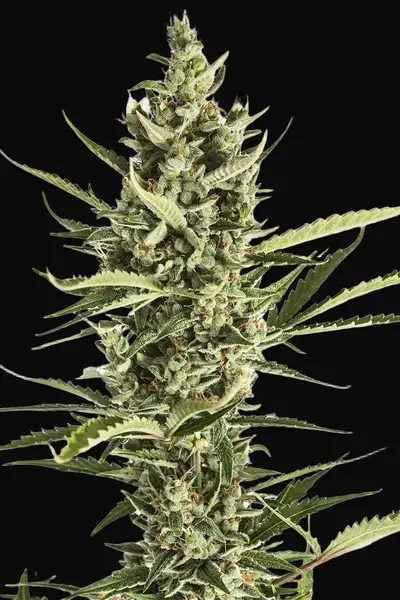 Amnesia XXL Auto