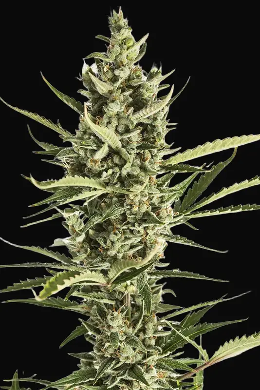 Amnesia XXL Auto