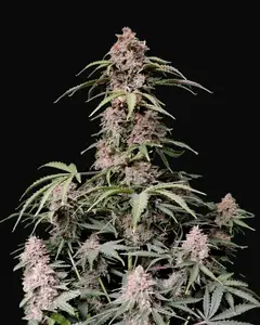 Amnesia Zkittlez Auto