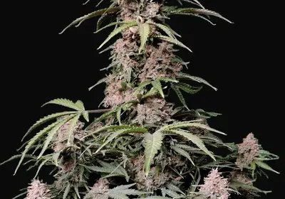 Amnesia Zkittlez Auto