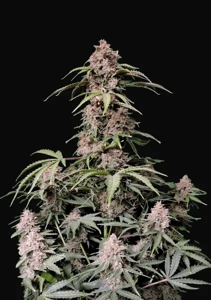Amnesia Zkittlez Auto