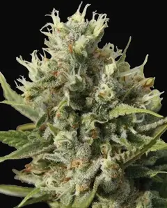 Amnesiac Auto