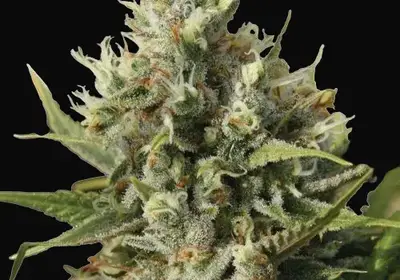 Amnesiac Auto