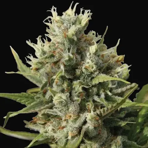 Amnesiac Auto