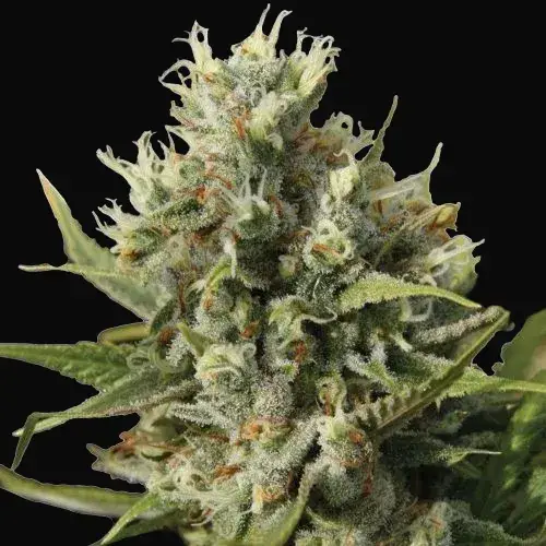 Amnesiac Auto