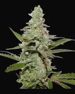 Amsterdam Amnesia