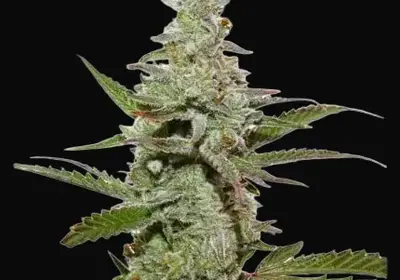 Amsterdam Amnesia