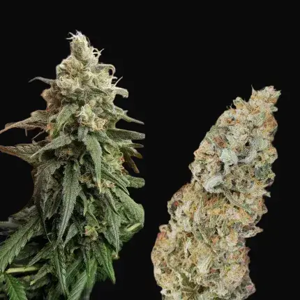 Amsterdam Amnesia — zdjęcie 4