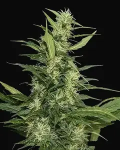 Amur Giant Auto